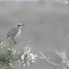 Glyciphila melanops (Tawny-crowned Honeyeater) at Ben Boyd National Park - 15 Jul 2022 by Liam.m