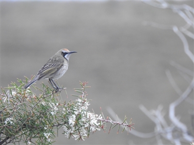 Glyciphila melanops (Tawny-crowned Honeyeater) at Green Cape, NSW - 15 Jul 2022 by Liam.m