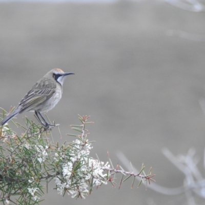 Glyciphila melanops (Tawny-crowned Honeyeater) at Green Cape, NSW - 15 Jul 2022 by Liam.m