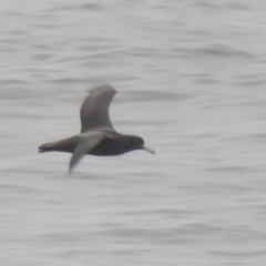 Macronectes giganteus (Southern Giant-Petrel) at Ben Boyd National Park - 16 Jul 2022 by Liam.m