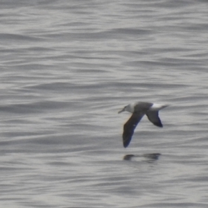 Thalassarche cauta at Green Cape, NSW - 16 Jul 2022 08:40 AM