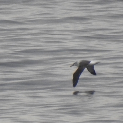 Thalassarche cauta (Shy Albatross) at Ben Boyd National Park - 16 Jul 2022 by Liam.m