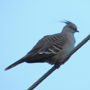 Ocyphaps lophotes at Merimbula, NSW - 16 Jul 2020 06:31 PM