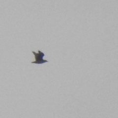 Stercorarius antarcticus (Brown Skua) at Ben Boyd National Park - 16 Jul 2022 by Liam.m