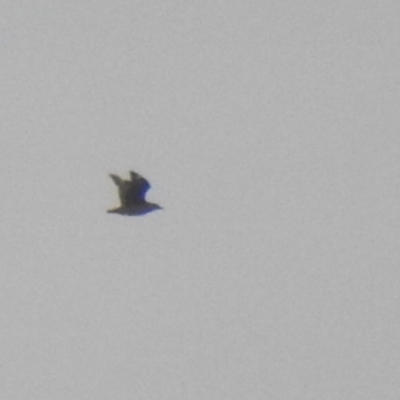 Stercorarius antarcticus (Brown Skua) at Ben Boyd National Park - 15 Jul 2022 by Liam.m