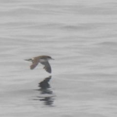 Puffinus gavia (Fluttering Shearwater) at Ben Boyd National Park - 15 Jul 2022 by Liam.m