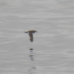 Puffinus gavia at Green Cape, NSW - 16 Jul 2022