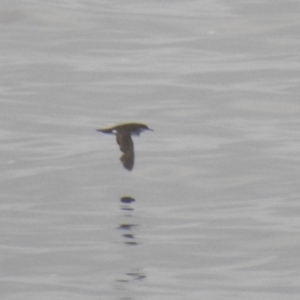 Puffinus gavia at Green Cape, NSW - 16 Jul 2022 08:59 AM
