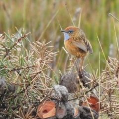 Stipiturus malachurus (Southern Emu-wren) at Green Cape, NSW - 16 Jul 2022 by Liam.m