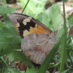 Heteronympha merope (Common Brown Butterfly) at Conder, ACT - 4 Mar 2022 by MichaelBedingfield