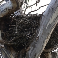 Aquila audax (Wedge-tailed Eagle) at Goorooyarroo NR (ACT) - 6 Jul 2022 by jb2602