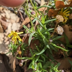 Senecio madagascariensis at Hackett, ACT - 18 Jul 2022