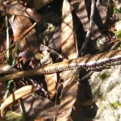 Eulamprus heatwolei (Yellow-bellied Water Skink) at Tidbinbilla Nature Reserve - 3 Mar 2022 by TeaganG