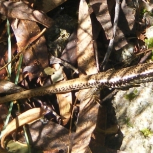 Eulamprus heatwolei at Paddys River, ACT - 4 Mar 2022