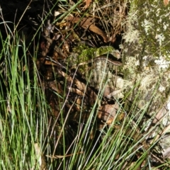 Eulamprus heatwolei at Paddys River, ACT - 4 Mar 2022