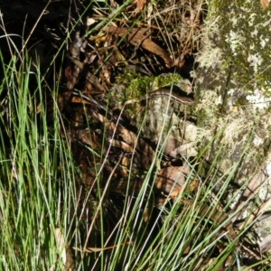 Eulamprus heatwolei at Paddys River, ACT - 4 Mar 2022 10:36 AM