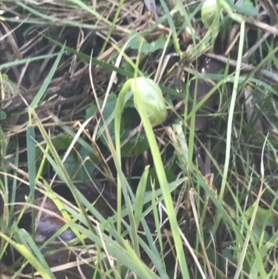 Pterostylis nutans (Nodding Greenhood) at Tomaree National Park - 8 Jul 2022 by Tapirlord