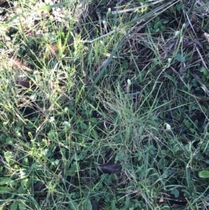 Pterostylis nutans at Shoal Bay, NSW - 8 Jul 2022