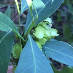 Dodonaea triquetra (Large-leaf Hop-Bush) at Shoal Bay, NSW - 8 Jul 2022 by Tapirlord