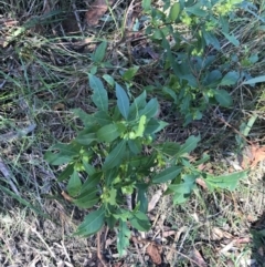 Dodonaea triquetra at Shoal Bay, NSW - 8 Jul 2022