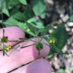 Sigesbeckia orientalis (Indian Weed) at Tomaree National Park - 8 Jul 2022 by Tapirlord