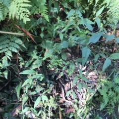 Sigesbeckia orientalis at Shoal Bay, NSW - 8 Jul 2022 12:30 PM