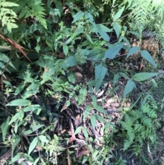 Sigesbeckia orientalis at Shoal Bay, NSW - 8 Jul 2022 12:30 PM