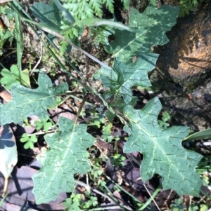 Solanum prinophyllum at Shoal Bay, NSW - 8 Jul 2022