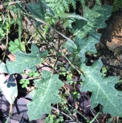 Solanum prinophyllum at Shoal Bay, NSW - 8 Jul 2022 12:29 PM