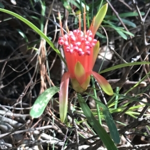 Lambertia formosa at Shoal Bay, NSW - 8 Jul 2022 12:18 PM