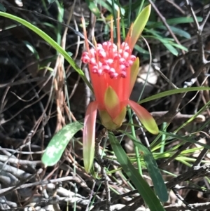 Lambertia formosa at Shoal Bay, NSW - 8 Jul 2022