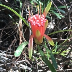 Lambertia formosa (Mountain Devil) at Shoal Bay, NSW - 8 Jul 2022 by Tapirlord