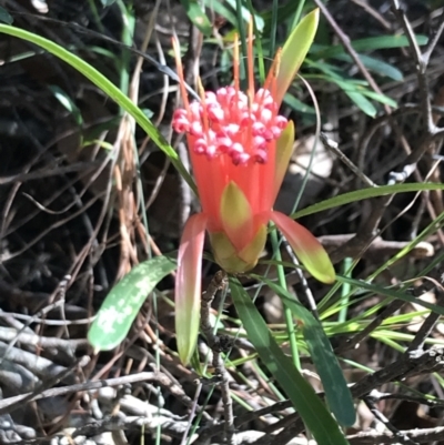 Lambertia formosa (Mountain Devil) at Tomaree National Park - 8 Jul 2022 by Tapirlord