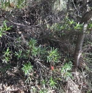 Lambertia formosa at Shoal Bay, NSW - 8 Jul 2022