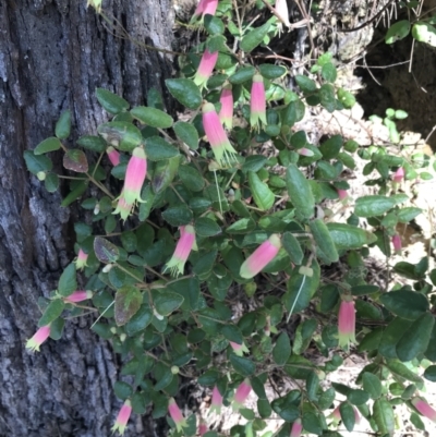 Correa reflexa var. speciosa at Tomaree National Park - 8 Jul 2022 by Tapirlord