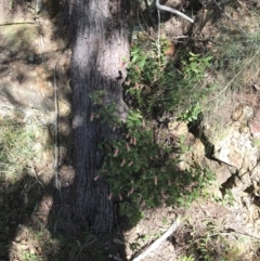 Correa reflexa var. speciosa at Shoal Bay, NSW - 8 Jul 2022 12:17 PM