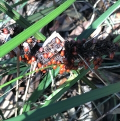 Gahnia aspera (Red-berried Saw-sedge) at Shoal Bay, NSW - 8 Jul 2022 by Tapirlord