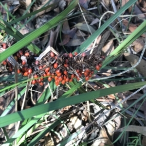 Gahnia aspera at Shoal Bay, NSW - 8 Jul 2022