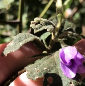 Howittia trilocularis at Shoal Bay, NSW - 8 Jul 2022 12:07 PM