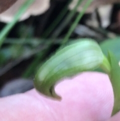 Pterostylis nutans (Nodding Greenhood) at Tomaree National Park - 8 Jul 2022 by Tapirlord