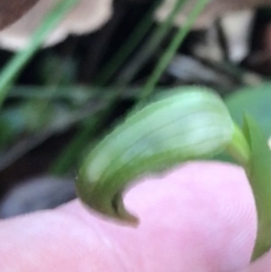 Pterostylis nutans at Shoal Bay, NSW - suppressed