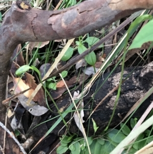 Pterostylis nutans at Shoal Bay, NSW - 8 Jul 2022