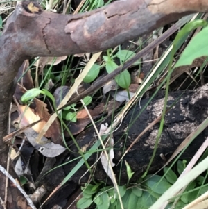 Pterostylis nutans at Shoal Bay, NSW - suppressed