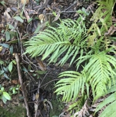 Blechnum cartilagineum (Gristle Fern) at Shoal Bay, NSW - 8 Jul 2022 by Tapirlord