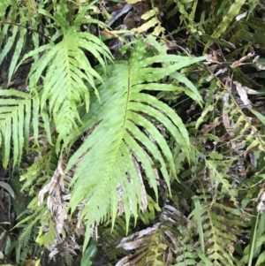 Blechnum cartilagineum at Shoal Bay, NSW - suppressed