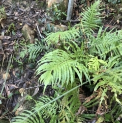 Blechnum cartilagineum at Shoal Bay, NSW - suppressed