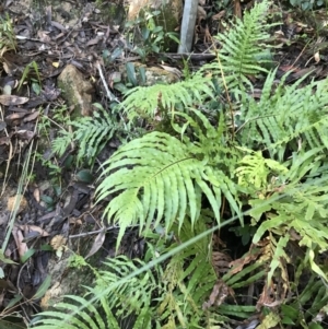Blechnum cartilagineum at Shoal Bay, NSW - suppressed