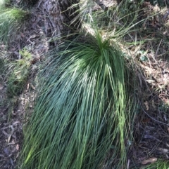 Xanthorrhoea sp. (Grass Tree) at Tomaree National Park - 8 Jul 2022 by Tapirlord