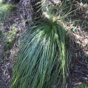 Xanthorrhoea sp. at Shoal Bay, NSW - suppressed