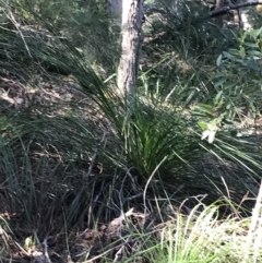 Xanthorrhoea sp. at Shoal Bay, NSW - suppressed